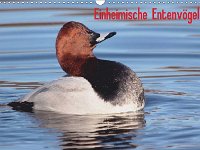 Einheimische Entenvögel